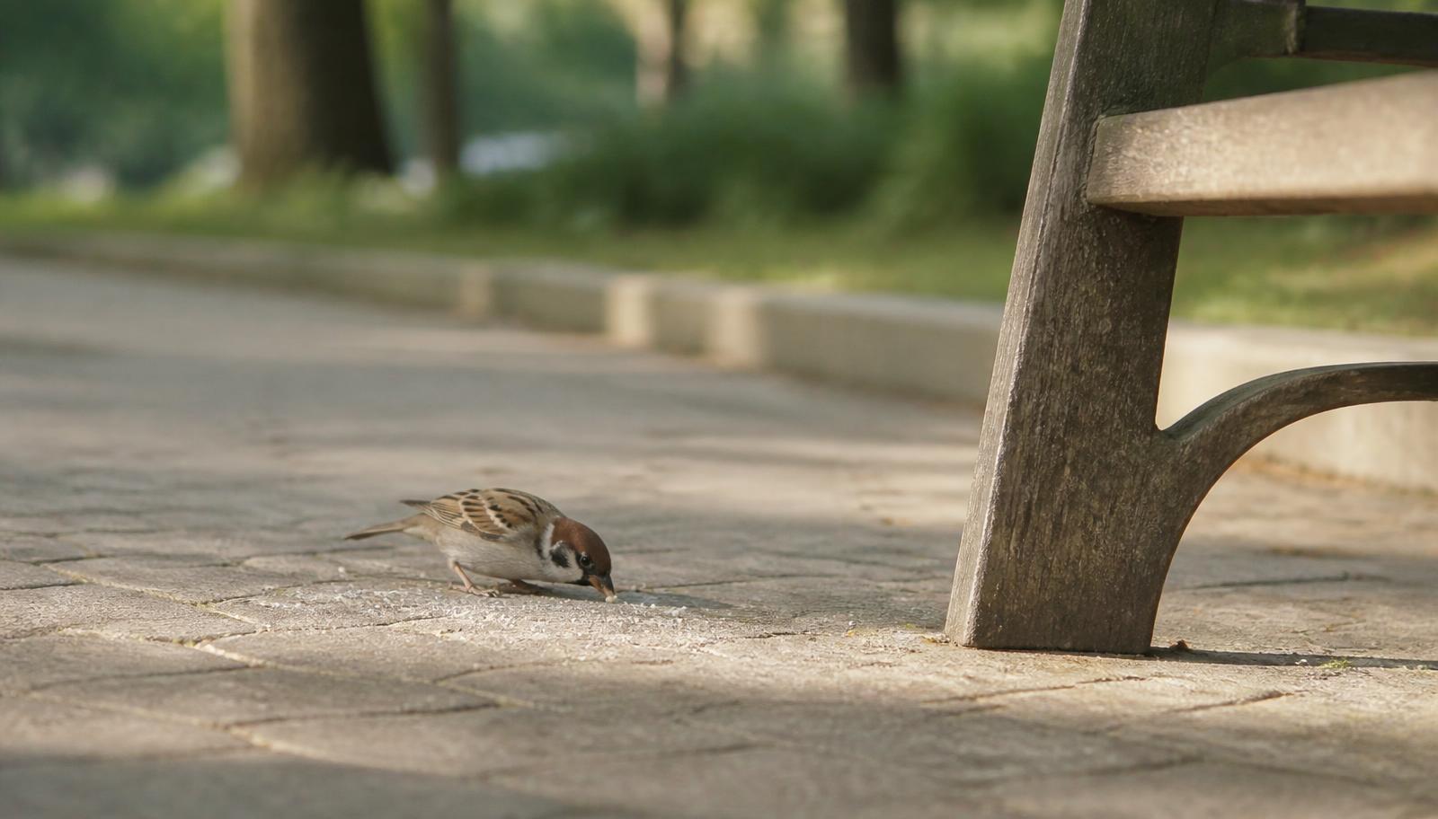 Un pequeño pájaro recoge migas de pan junto a un banco de un parque